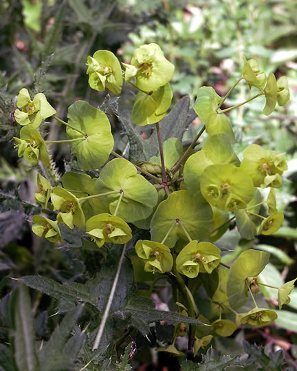 Euphorbia sp sw2.jpg